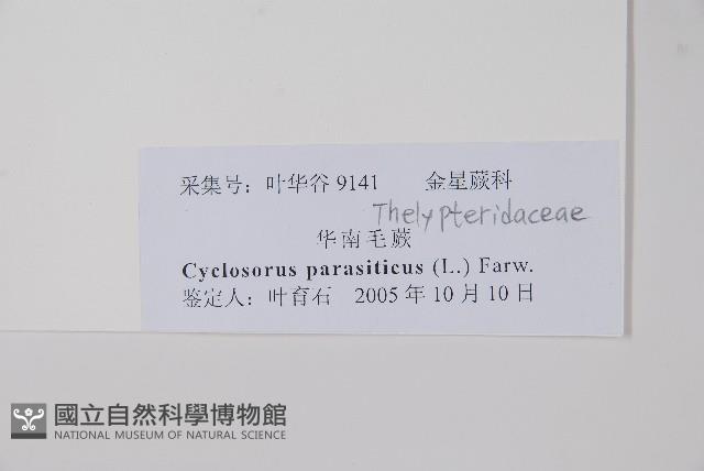 密毛毛蕨藏品圖，第2張