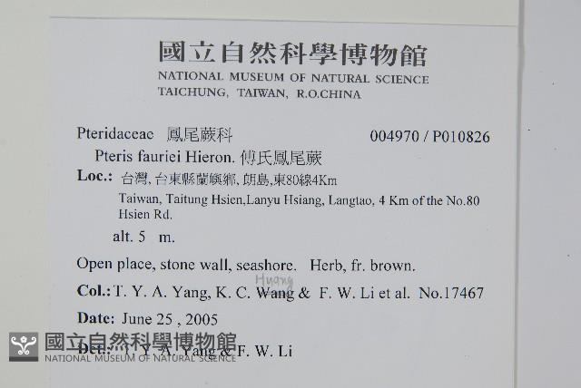 傅氏鳳尾蕨藏品圖，第2張