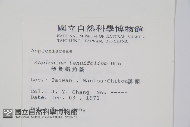 薄葉鐵角蕨藏品圖，第2張