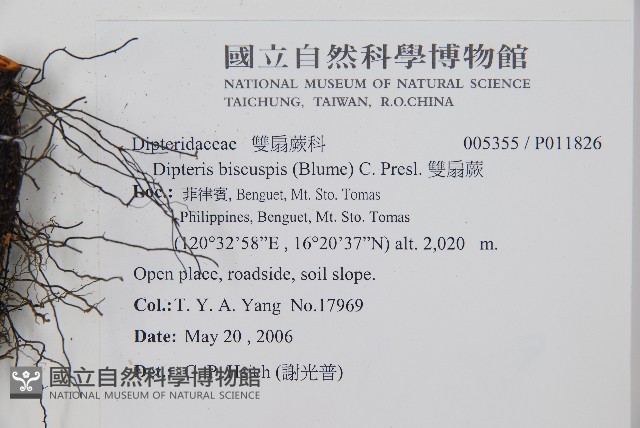 雙扇蕨藏品圖，第5張