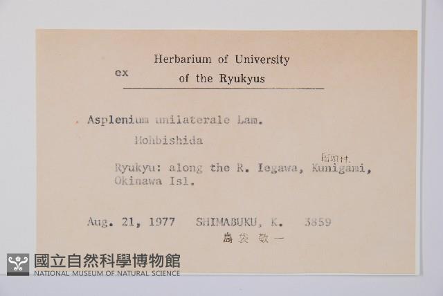 單邊鐵角蕨藏品圖，第2張