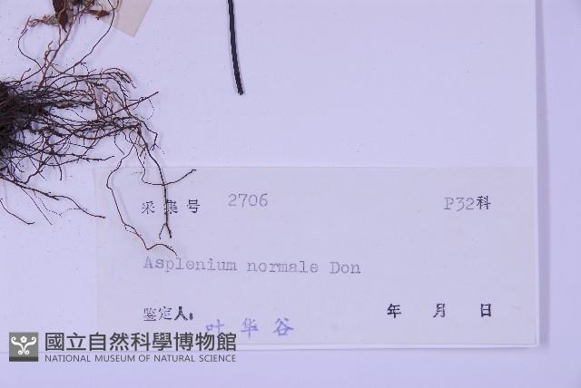 生芽鐵角蕨藏品圖，第2張