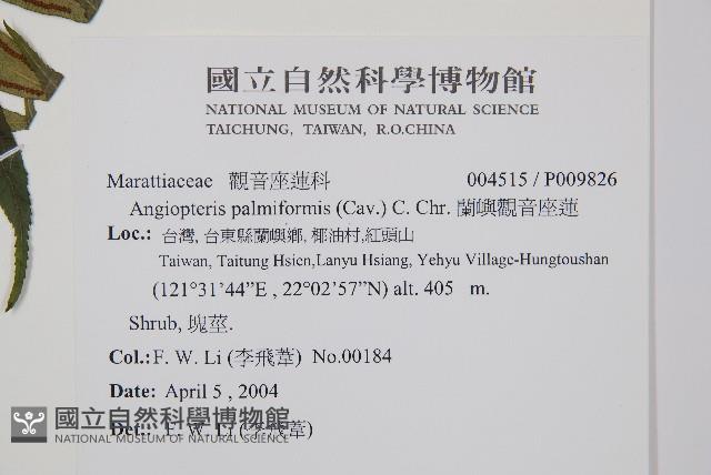 蘭嶼觀音座蓮藏品圖，第2張