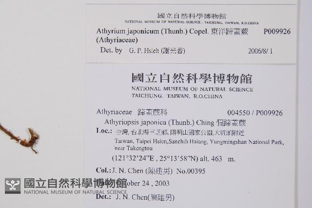 東洋蹄蓋蕨藏品圖，第2張