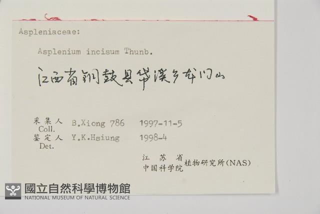 縮羽鐵角蕨藏品圖，第2張