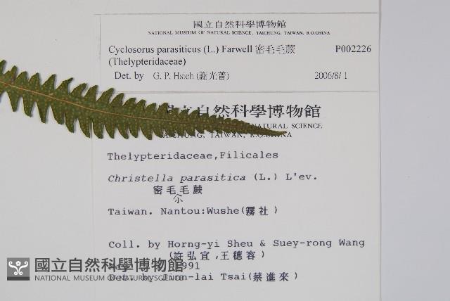 密毛毛蕨藏品圖，第2張