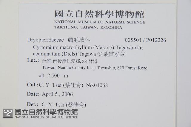 大葉貫眾蕨藏品圖，第2張