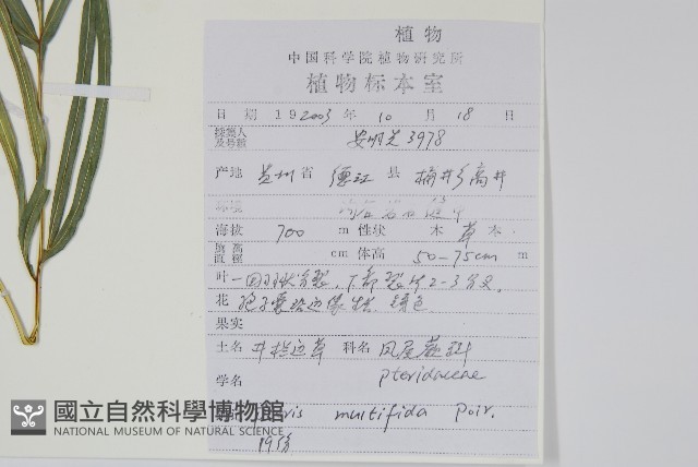 鳳尾蕨藏品圖，第2張