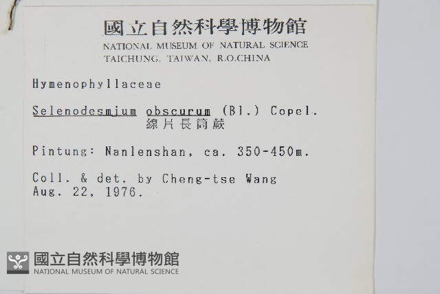 線片長筒蕨藏品圖，第2張