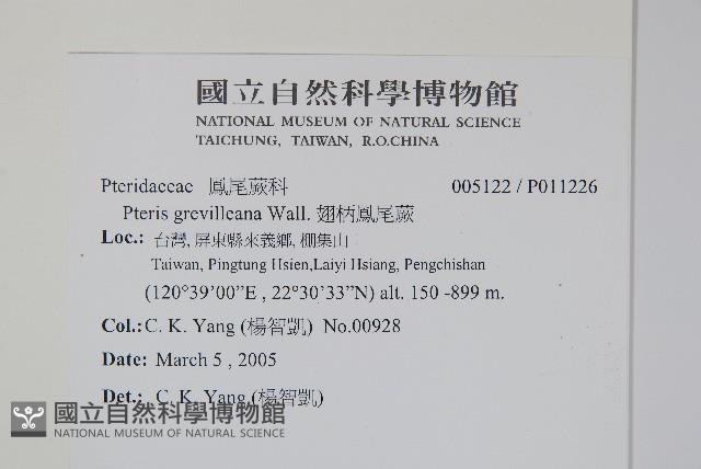 翅柄鳳尾蕨藏品圖，第2張