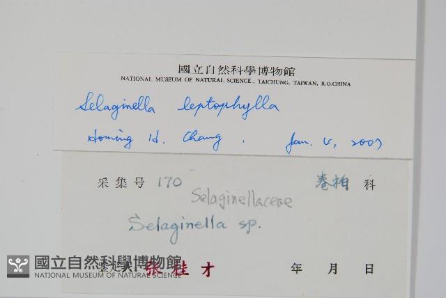 膜葉卷柏藏品圖，第2張