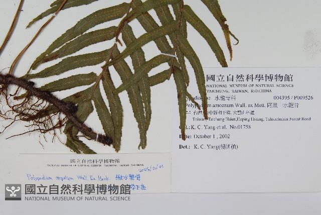 箭葉水龍骨、擬水龍骨藏品圖，第2張