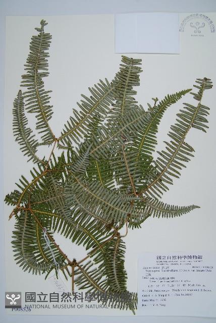 芒萁藏品圖，第1張