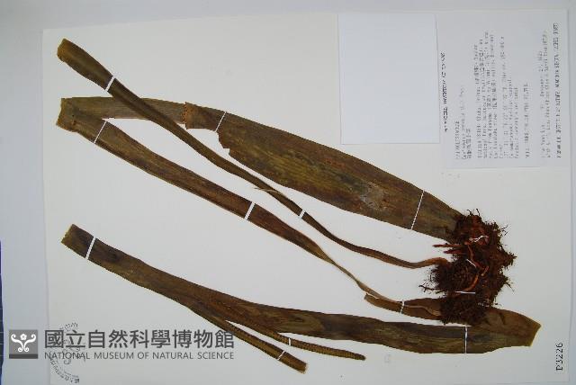 帶狀瓶爾小草藏品圖，第1張