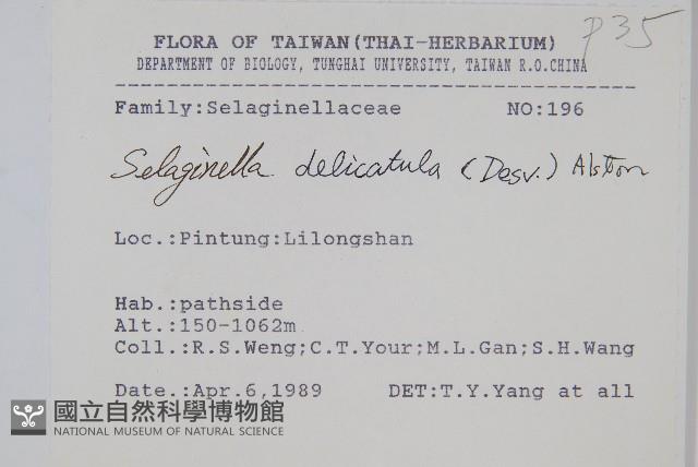 全緣卷柏藏品圖，第2張