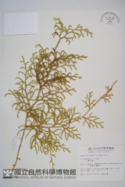 過山龍藏品圖，第1張