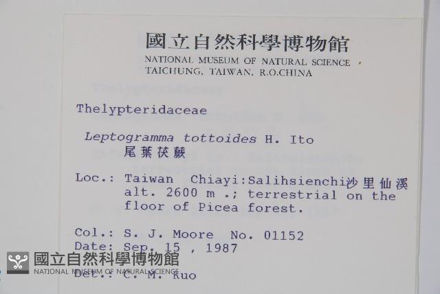 尾葉茯蕨藏品圖，第2張