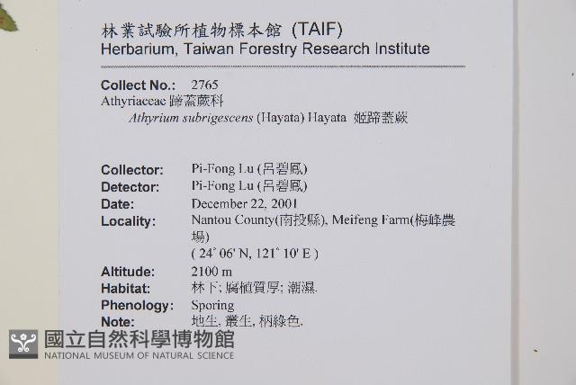 姬蹄蓋蕨藏品圖，第2張