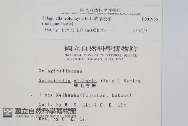 膜葉卷柏藏品圖，第2張