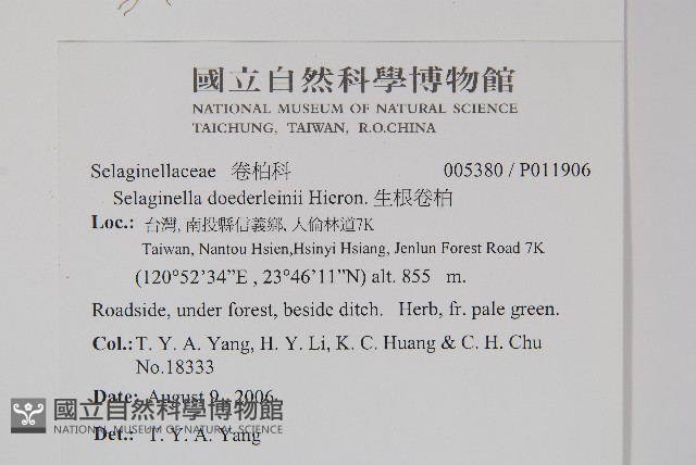 生根卷柏藏品圖，第2張