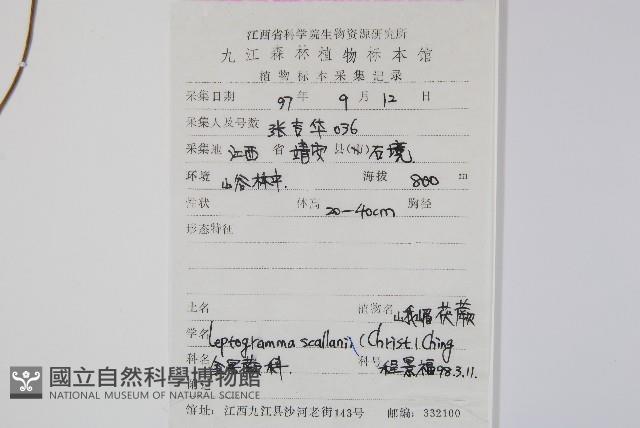 峨眉茯蕨藏品圖，第2張