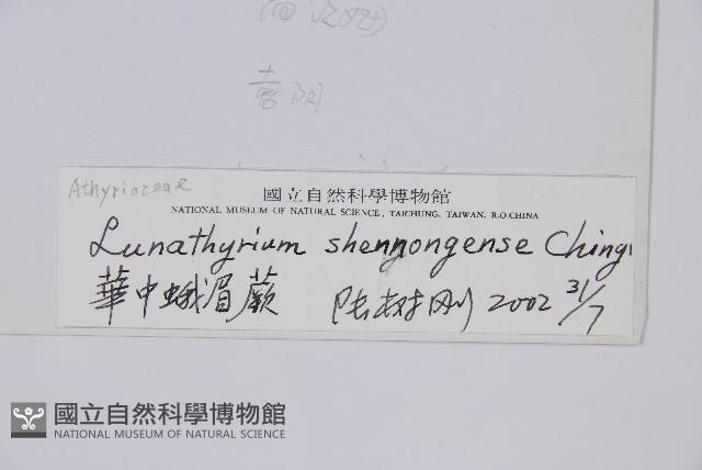 華中蛾眉蕨藏品圖，第2張