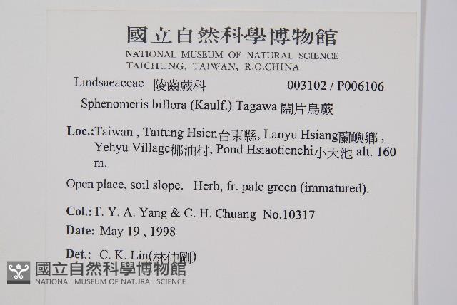 闊片烏蕨藏品圖，第2張