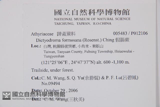 假腸蕨藏品圖，第2張