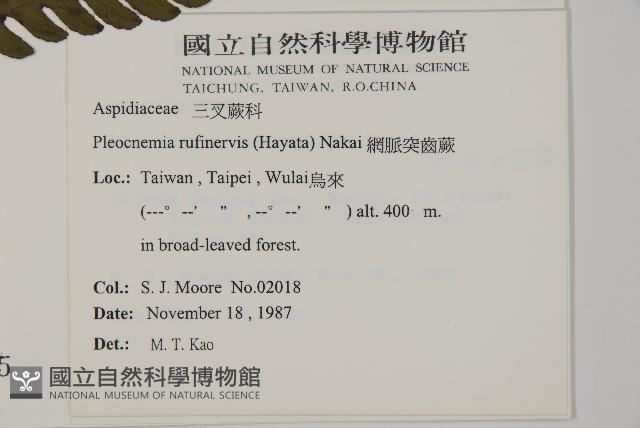 網脈突齒蕨藏品圖，第2張