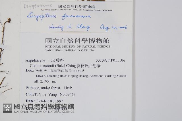 臺灣鱗毛蕨藏品圖，第2張