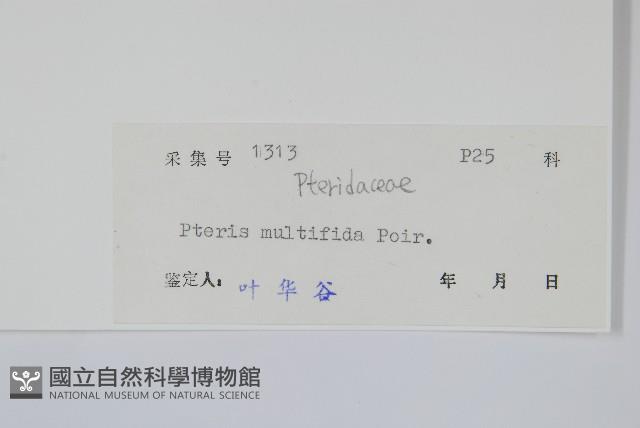 鳳尾蕨藏品圖，第2張