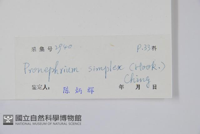 單葉新月蕨藏品圖，第2張