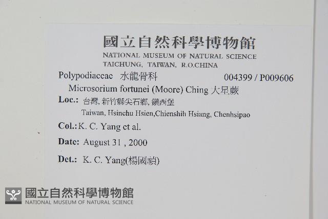 大星蕨藏品圖，第2張