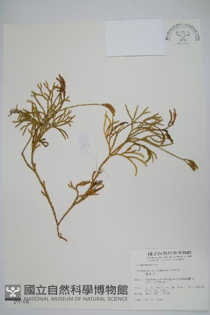 地刷子藏品圖，第1張