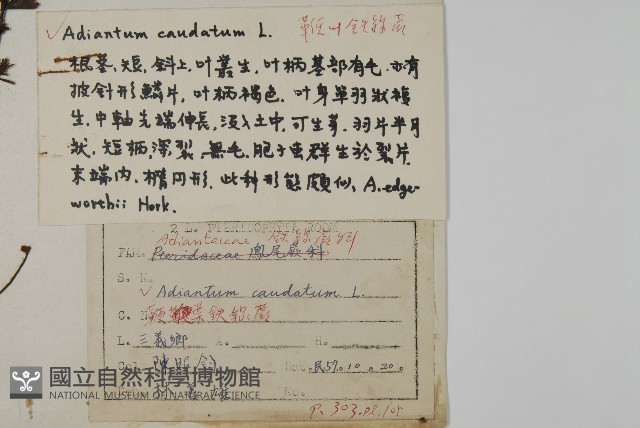 鞭葉鐵線蕨藏品圖，第2張