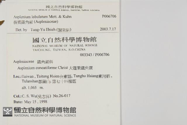 裂葉鐵角蕨藏品圖，第2張