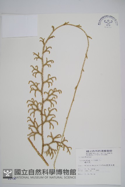 過山龍藏品圖，第1張