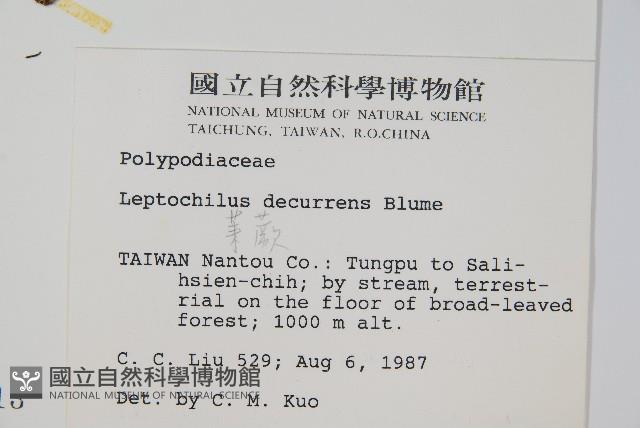 萊蕨藏品圖，第2張