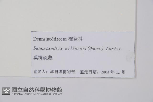 溪洞碗蕨藏品圖，第2張