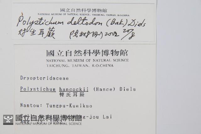 對生耳蕨藏品圖，第2張