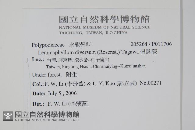 骨牌蕨藏品圖，第2張