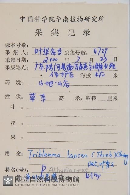 單葉雙蓋蕨藏品圖，第2張