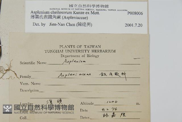薄葉孔雀鐵角蕨、邊孢鐵角蕨藏品圖，第2張