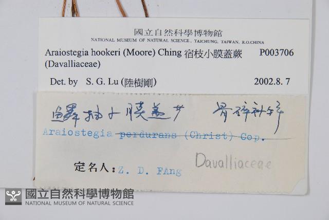 宿枝小膜蓋蕨藏品圖，第2張