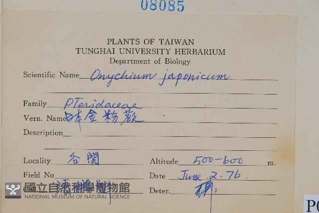 日本金粉蕨藏品圖，第2張