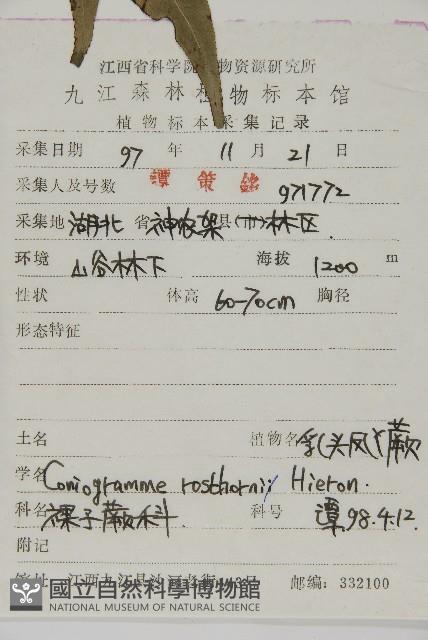 乳頭鳳丫蕨藏品圖，第5張