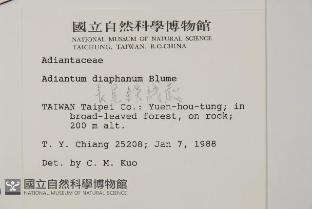 長尾鐵線蕨藏品圖，第2張