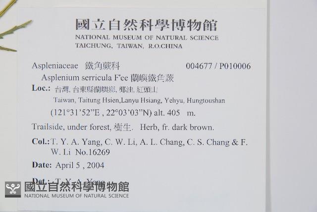 蘭嶼鐵角蕨藏品圖，第2張