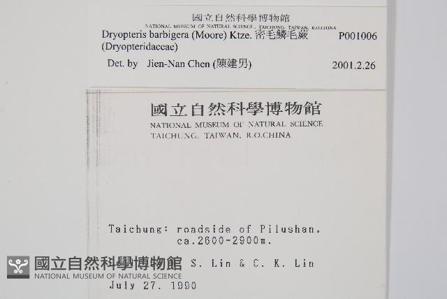 密毛鱗毛蕨藏品圖，第2張