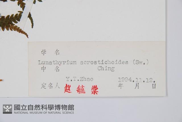 峨眉蕨藏品圖，第2張